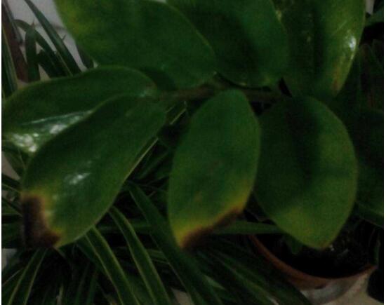 金钱树茎上有黑斑怎么处理,金钱树长虫怎么处理