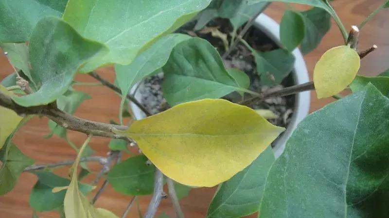 洗脸清洗黑头,洗脸清洁去粉刺