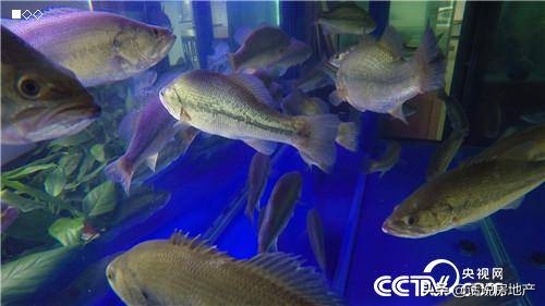 张高立：会跑步的鱼让他一年卖了6000万