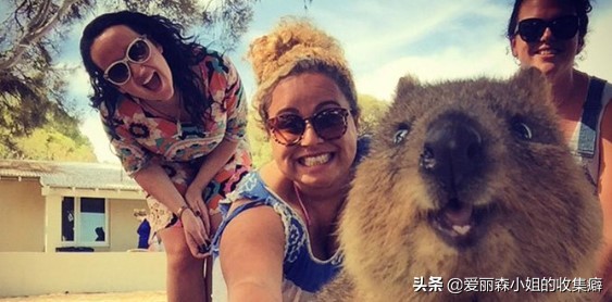 为什么我们会微笑?10个关于微笑袋鼠的萌萌秘密