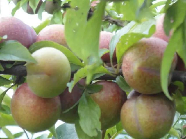 李子保鲜是存放冰箱吗,李子保鲜杀菌消毒