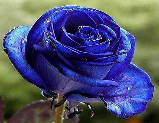 蓝色妖姬清纯,蓝色妖姬清澈如水