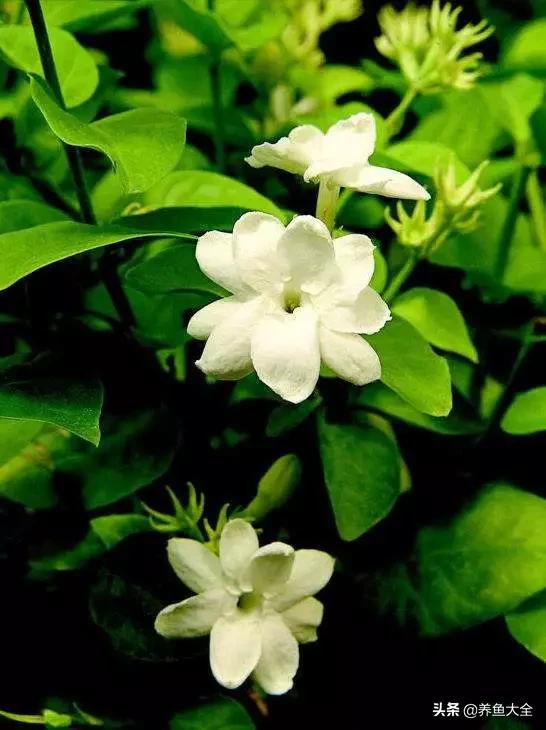 一至十二月的花期,12月到2月份的花期