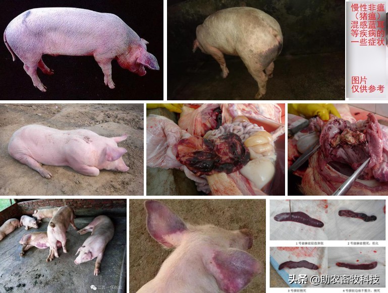 猪场感染疑似慢性非洲猪瘟与混感蓝耳等疾病如何快速净化措施