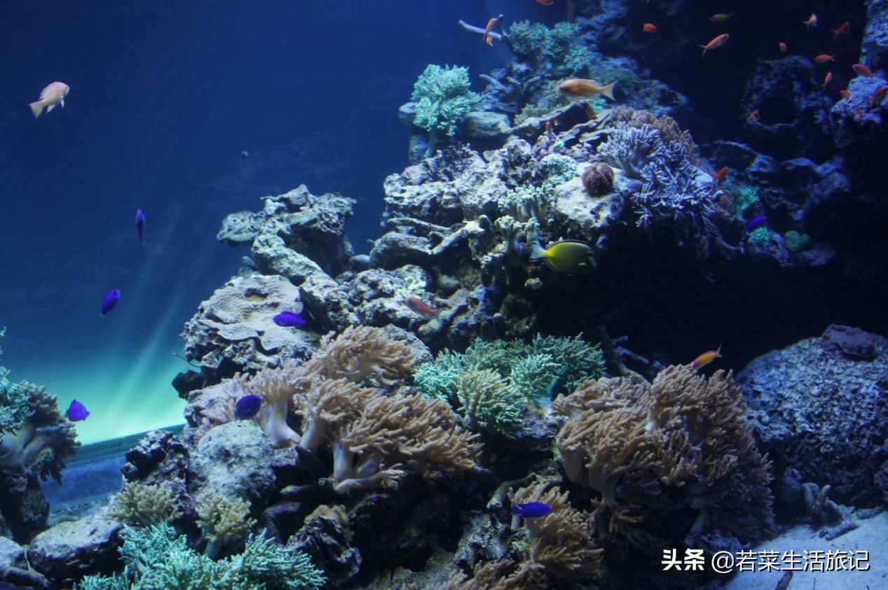 东京精灵宝可梦,东京附近必去的水族馆