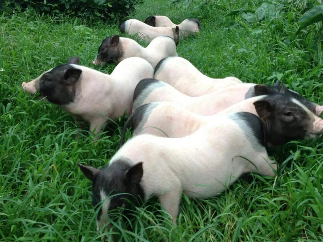 广西巴马长寿村真的适合养生吗,巴马长寿村养生基地