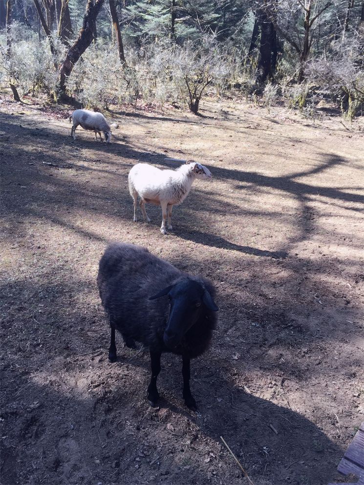 玉龙雪山日照金山的美,玉龙雪山日照金山美照
