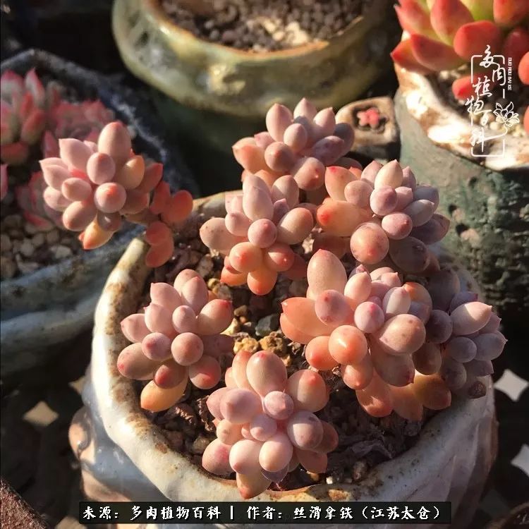 秋叶将落,秋叶即将落下你依然美丽