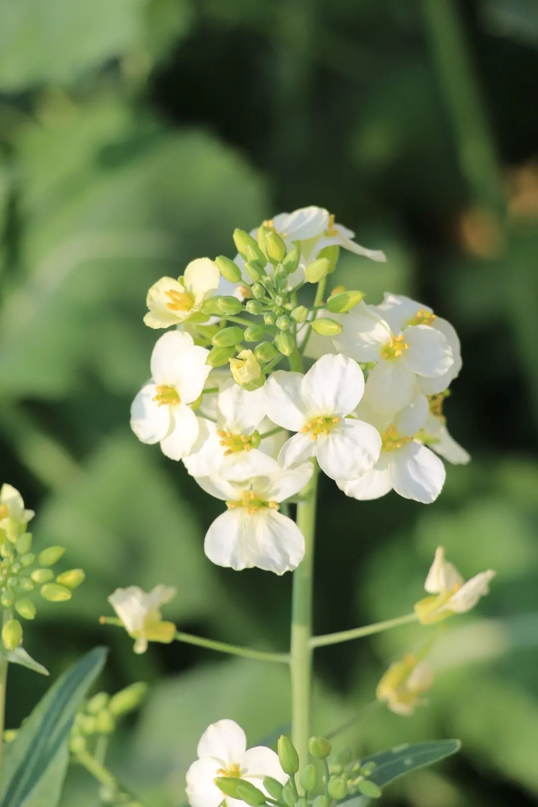 赏春图鉴丨赏花海、品清茶、尝美食...乌当百宜镇这条宝藏春游线路,就等你来打卡啦!