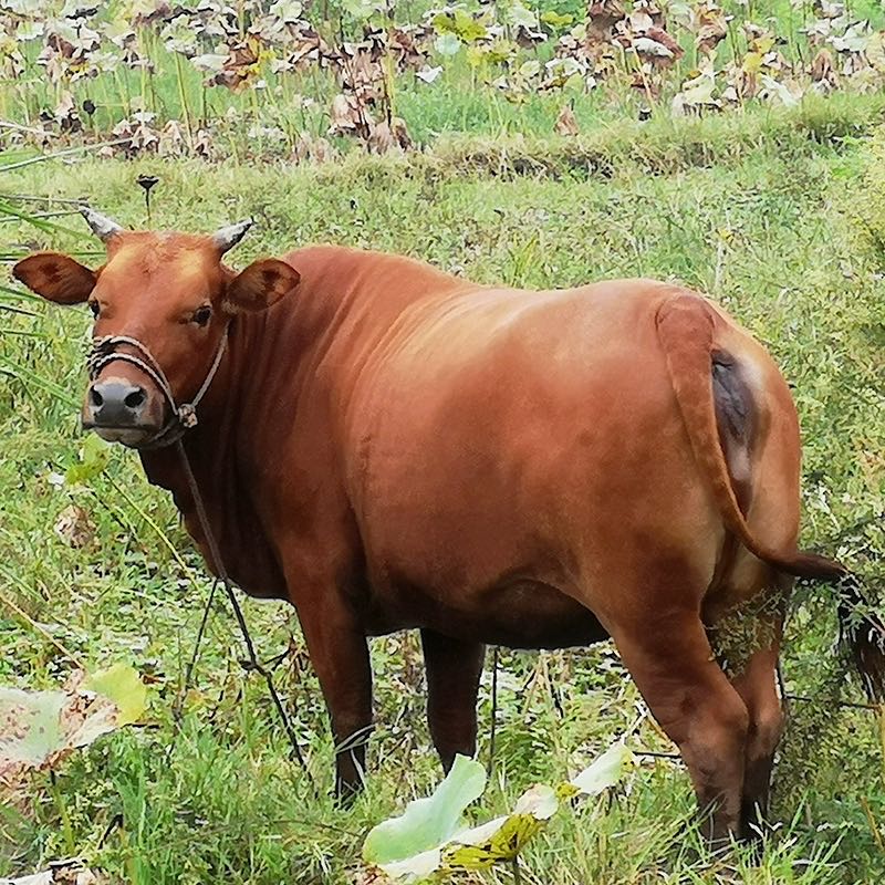 看直播 献爱心买牛肉+青菜 今日下午2点，不见不散！