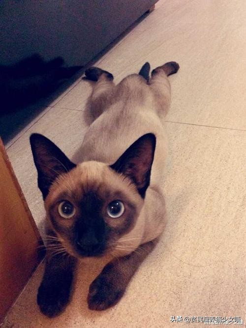 赤道养暹罗猫是不是就不会变黑了,暹罗猫冻黑了是什么原理