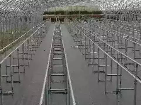 高架草莓与地栽草莓区别,地栽草莓与高架草莓的区别