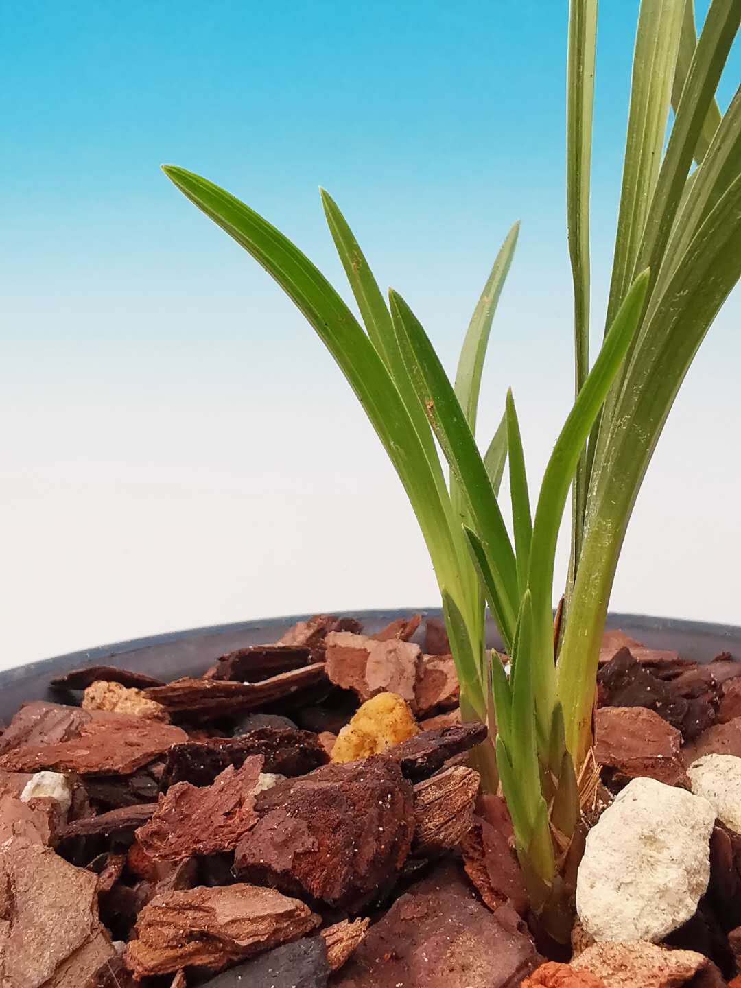 2018年5月份中国兰花交易价格如何,2023年兰花市场价格