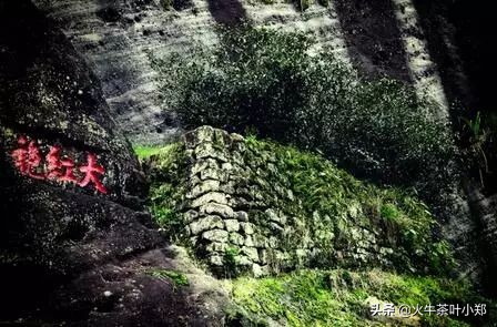 喝大红袍的好处和坏处及注意事项,喝大红袍前需要了解的十个问题