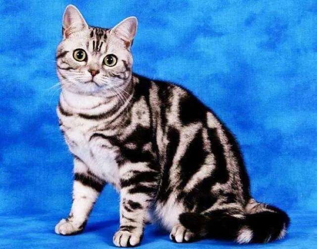 五十种可爱的猫咪,高贵的猫咪