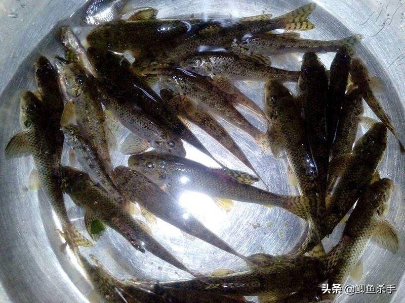 渔民沙里趴现状,渔民为什么不能沙里趴