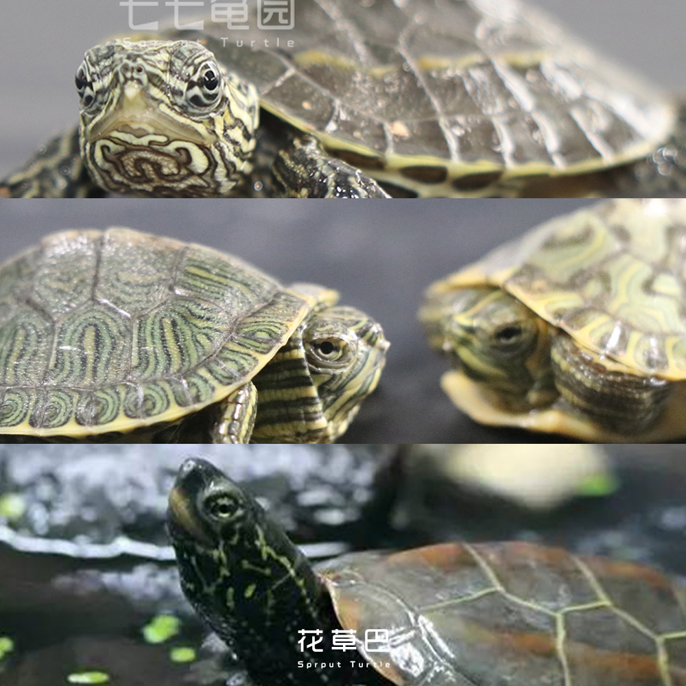 养情侣龟注意什么,养龟的注意事项和方法