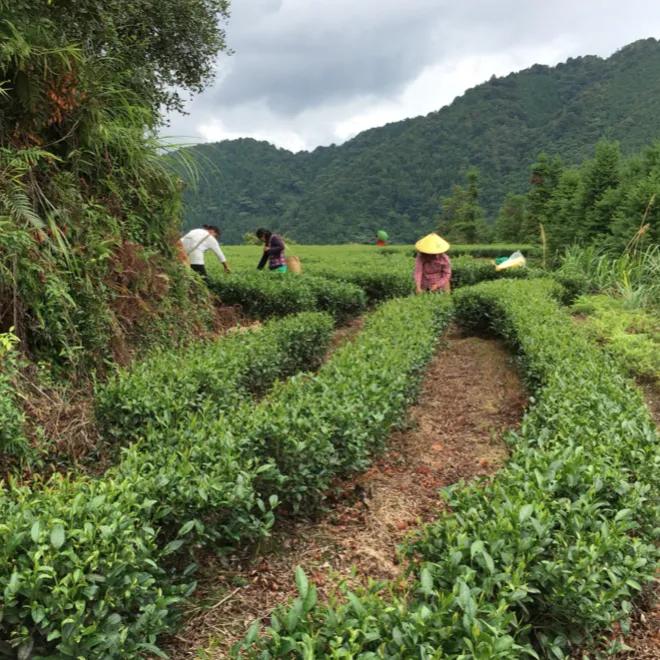 茶叶一年能赚多少钱,茶叶利润大暴利行业