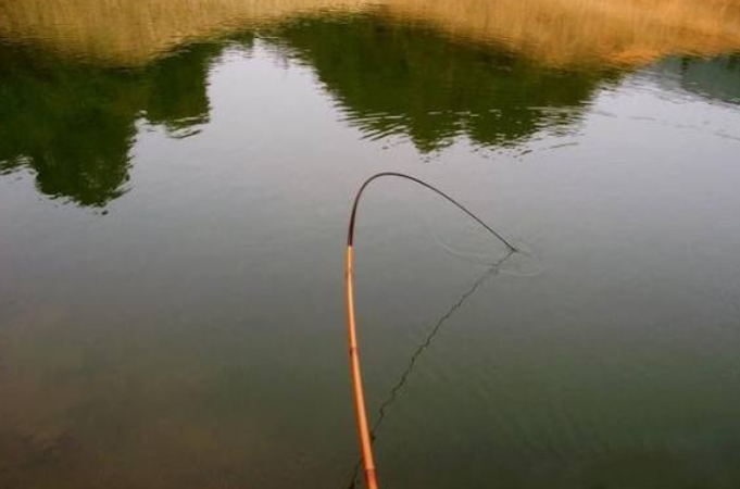 对付鲤鱼绝招图解,对付鲤鱼最好的办法