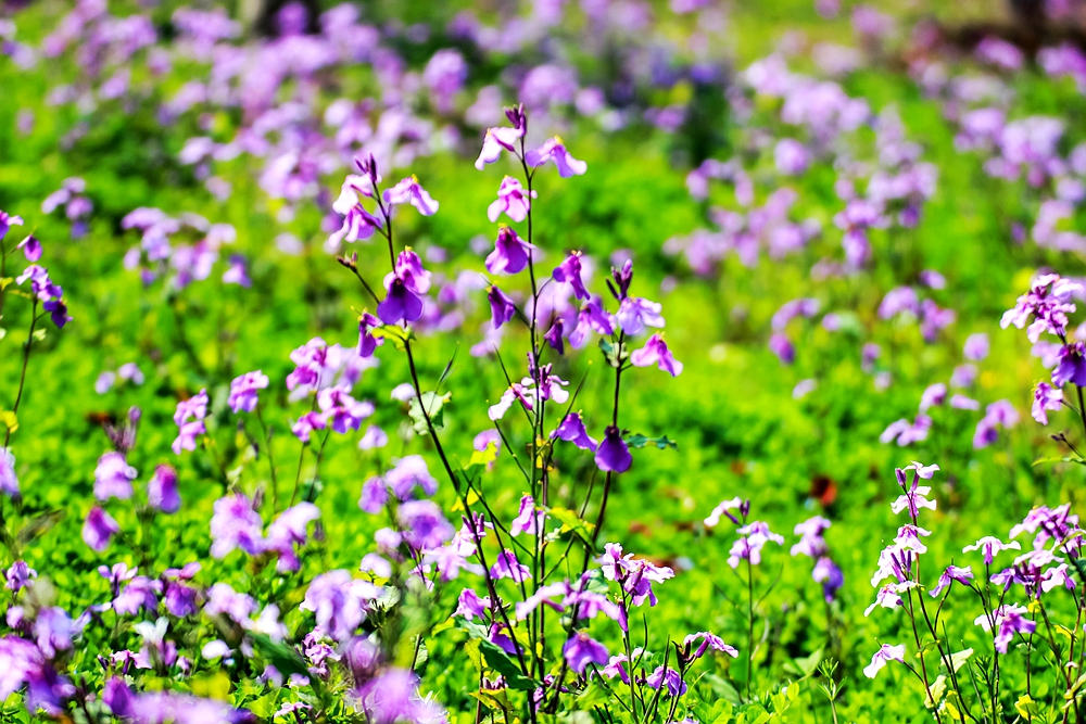 上海世博文化公园有梨花开吗,上海园林文化公园