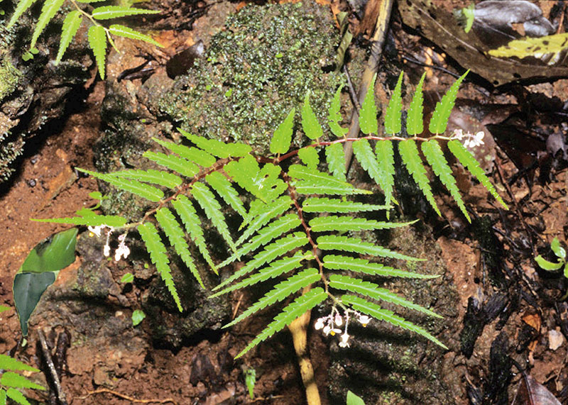 目前有多少种物种受到灭绝的威胁,物种受到威胁停滞繁衍