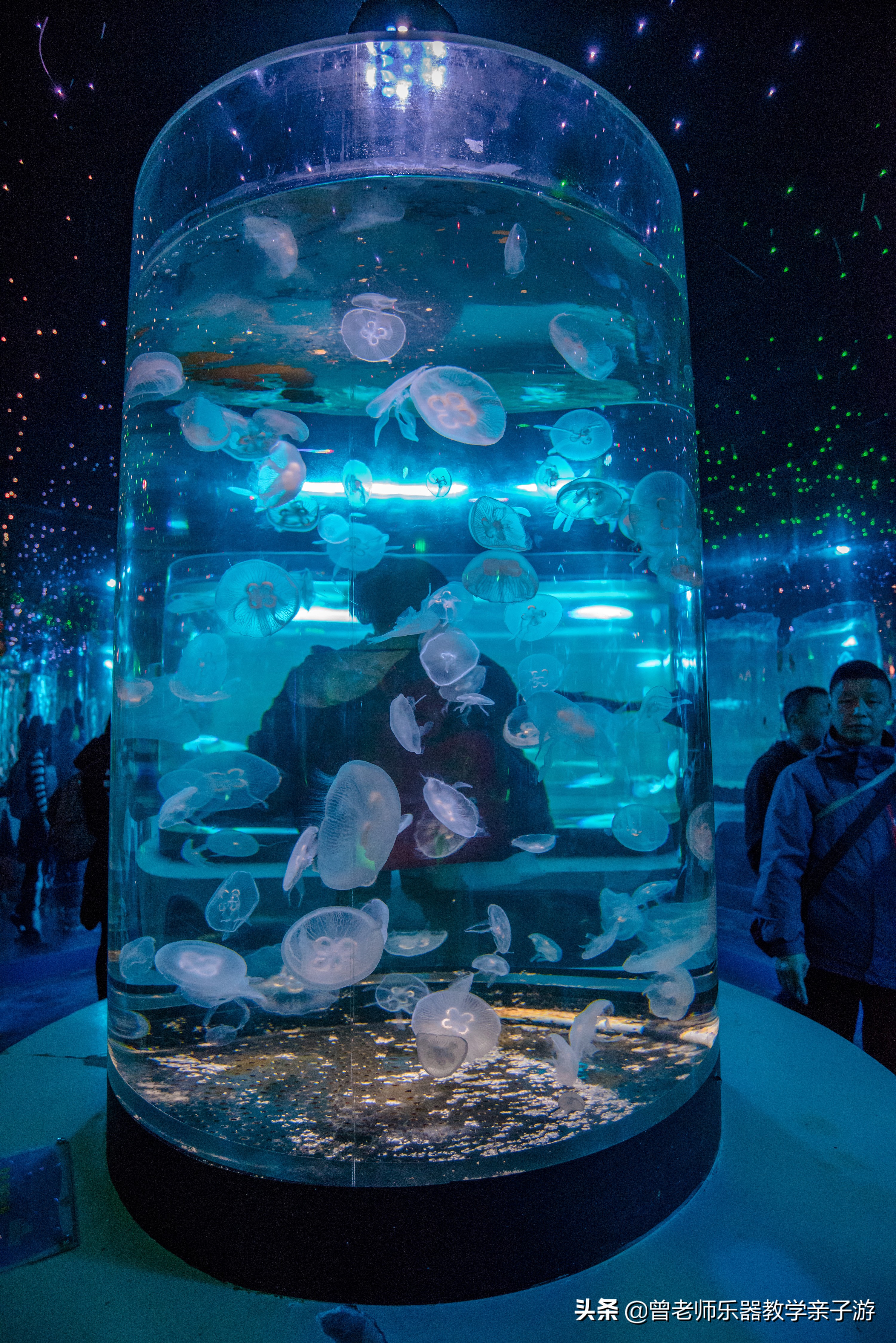 西安太奥海洋馆,西安极地海洋世界海豚表演