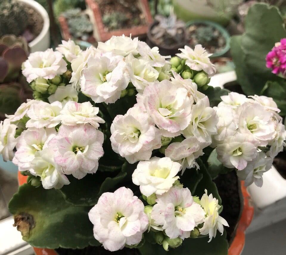 适合9月份养的绿植,四季最好养的10种花