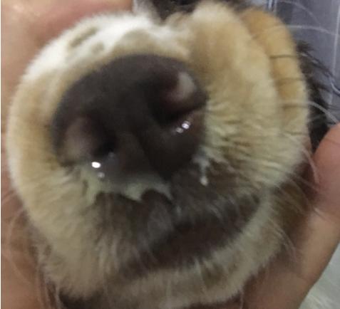 宠物狗狗必备药物,狗狗常备药物有哪些