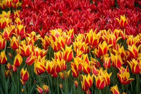 每周一花红玫瑰,花点时间郁金香