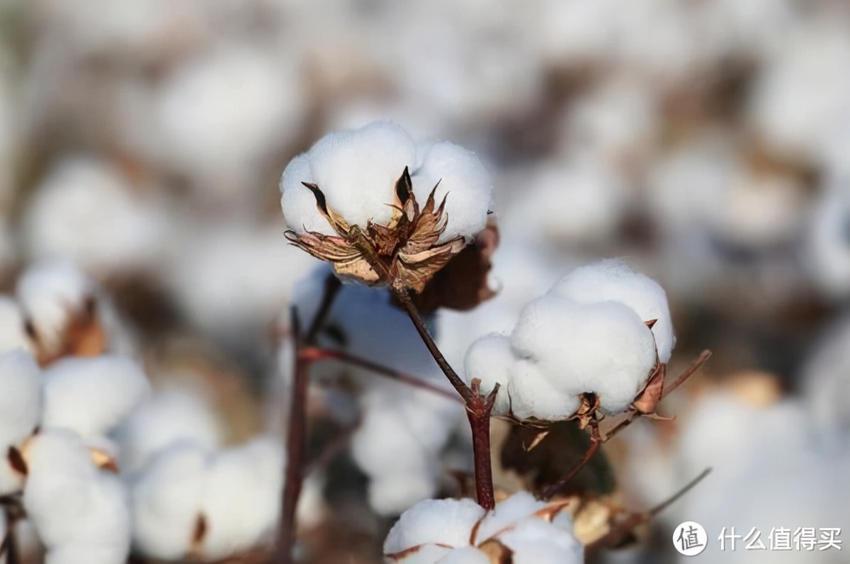 别就知道抱着自己取暖,这5款“贴心小棉被”睡了的都说好