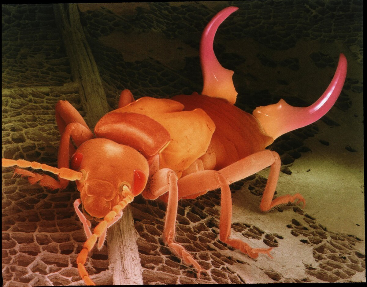 尾部长钳子的耳夹子虫,尾部带夹子的虫子