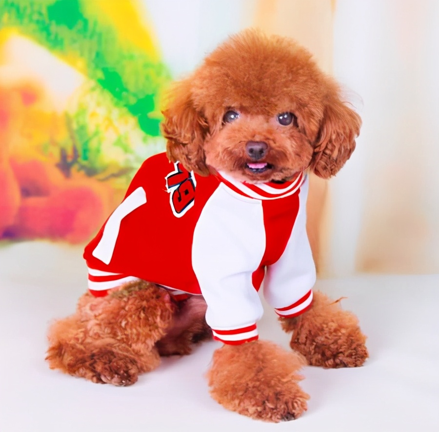 泰迪一般都有什么表现,泰迪的6个表现