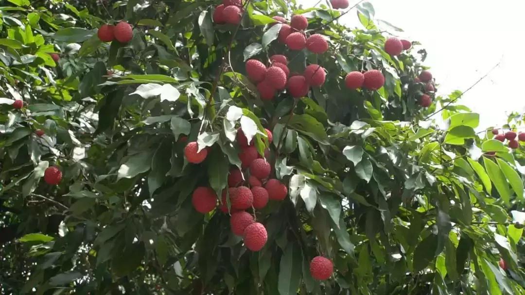 直击莆田荔枝采摘现场,莆田荔枝现摘