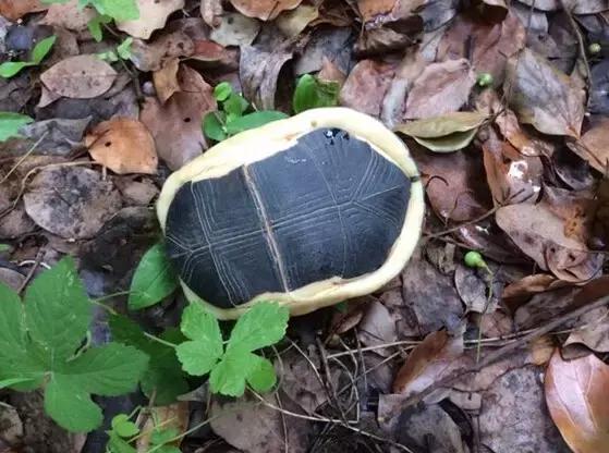 黄缘乌龟宠物,黄缘龟喜欢的植物