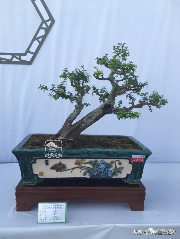 双干树,双干型果树