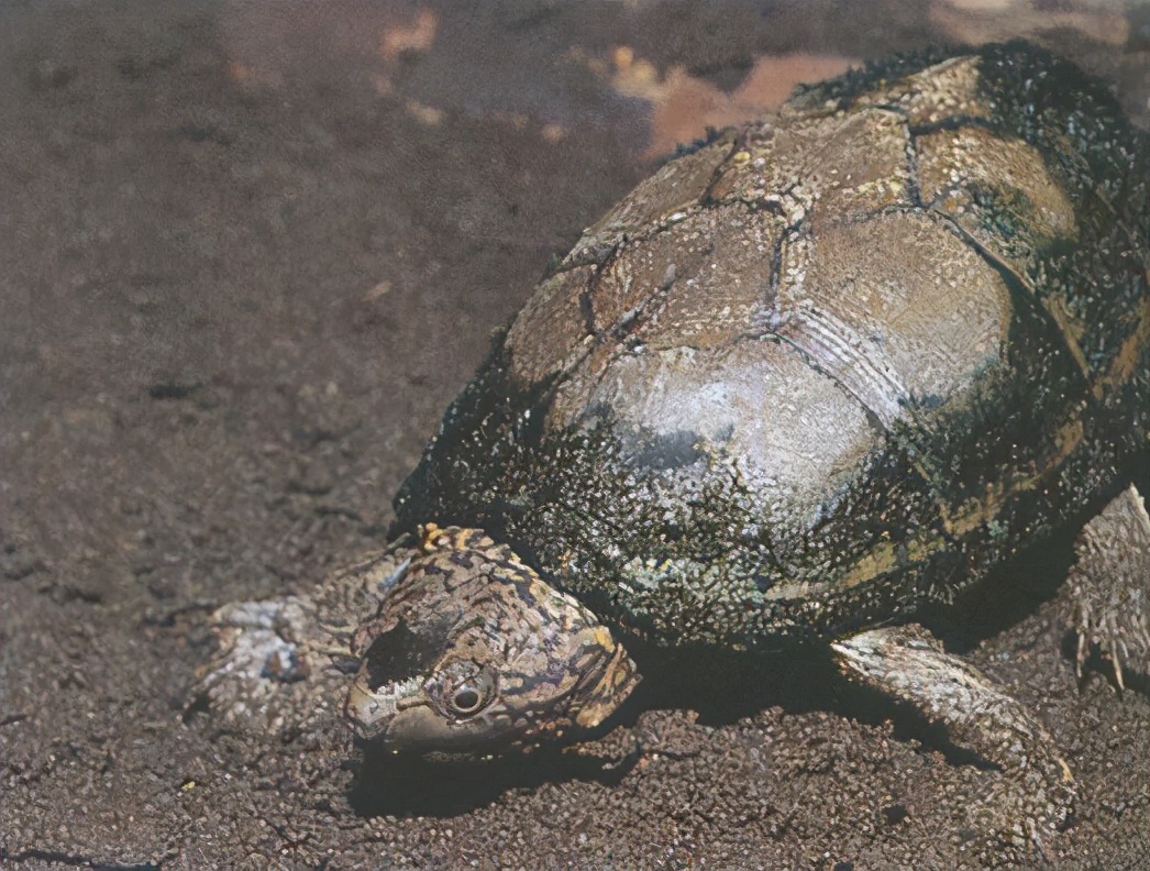 龟类大百科,大眼睛龟类