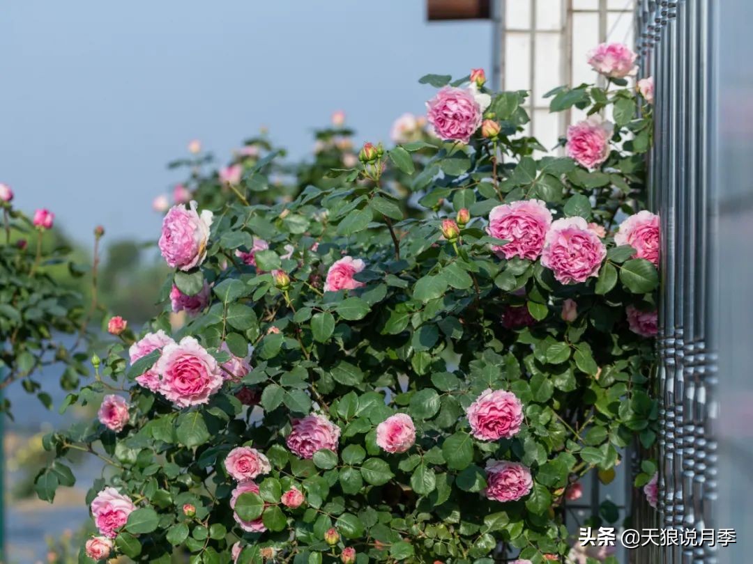 多久可以打造出一面月季花墙,月季花墙怎么养成