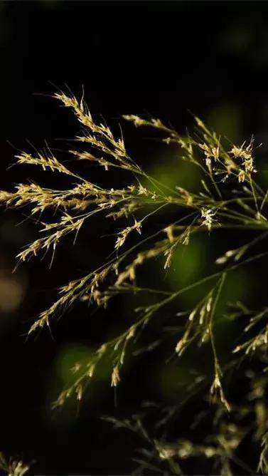 诗意天祝‖送你一把芨芨草