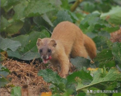 黄鼠狼为何不能杀有科学研究,科学证明黄鼠狼不能杀是真的吗