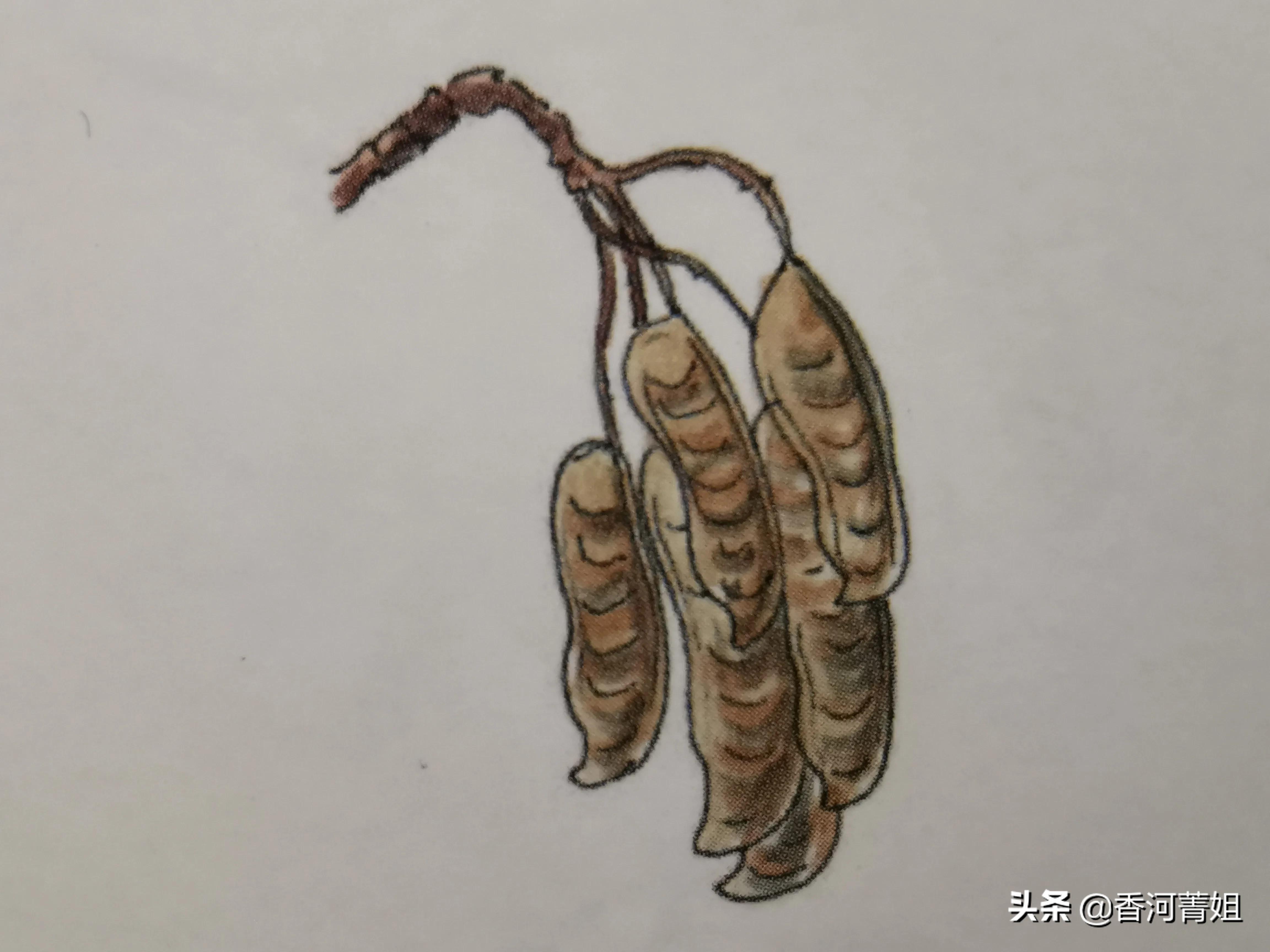 维吉状鲍迪豆木～（硬木）