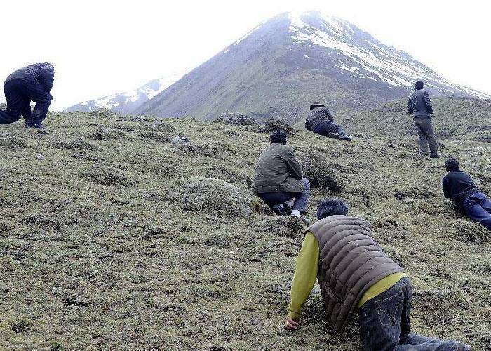 冬虫草采挖过程,采挖冬虫夏草需要办证吗
