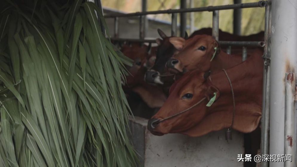 边境小村大莫的蝶变|村里打光棍的小伙少了