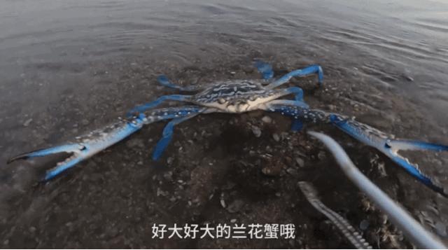 西瓜视频赶海活动,西瓜视频赶海