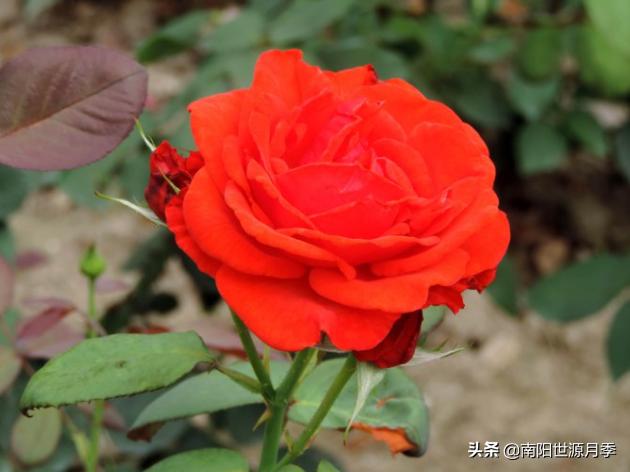 送你100朵玫瑰花,玫瑰花送谁都浪漫唯独送你不一样