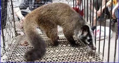 从疫情管控到放开,远离病毒从野味开始