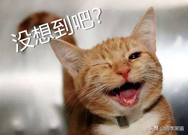 猫的语言有多厉害,猫的语言能力有多强大