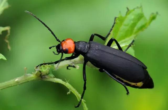 蔬菜害虫种类大全,蔬菜害虫分类及图片大全