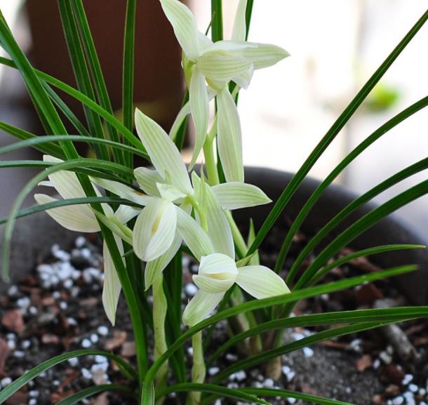 兰花枯枝烂叶怎么处理,兰花干枯怎么养护好看点