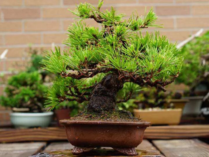 浙江小苗黑松盆景造型设计 (黑松丛林多杆盆景造型)