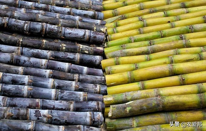 绿皮甘蔗和紫皮甘蔗煮水的区别,绿皮甘蔗与紫皮甘蔗的区别是什么